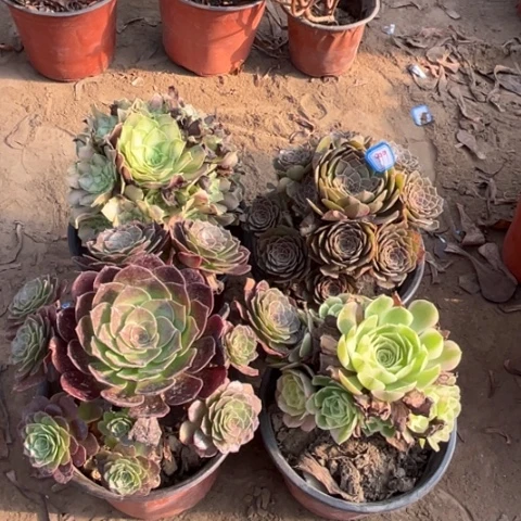 999多肉植物组合，