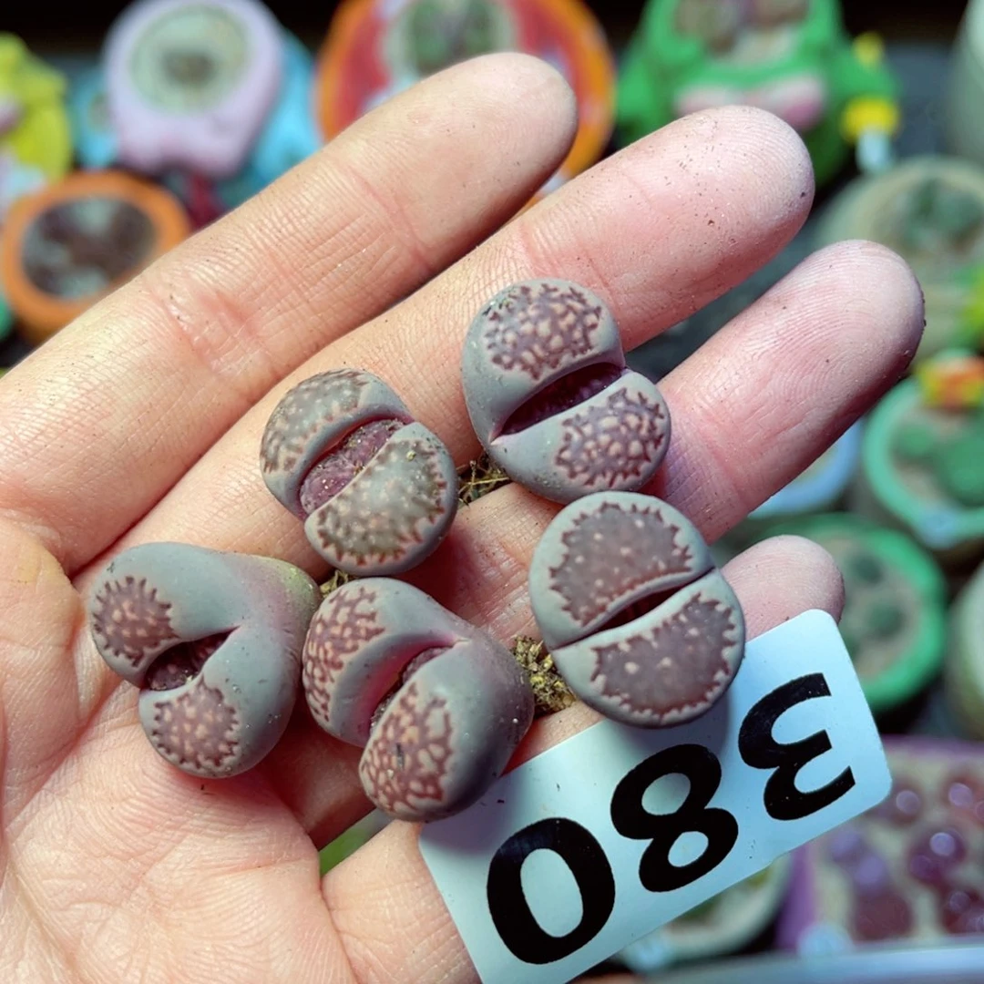 380一组5颗量拍111