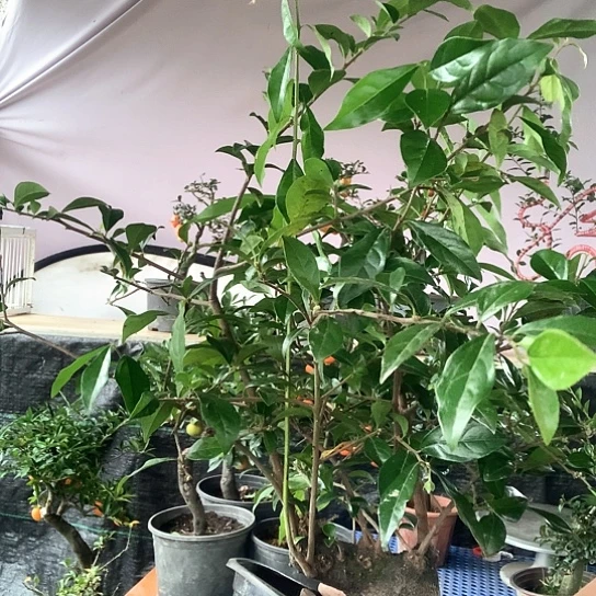无花朵金弹子公树