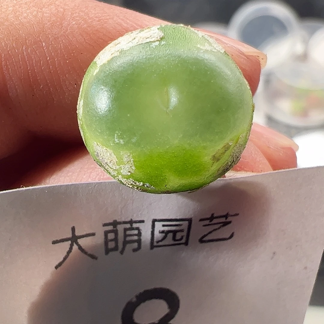 一物一拍清盒福利有疤。 8