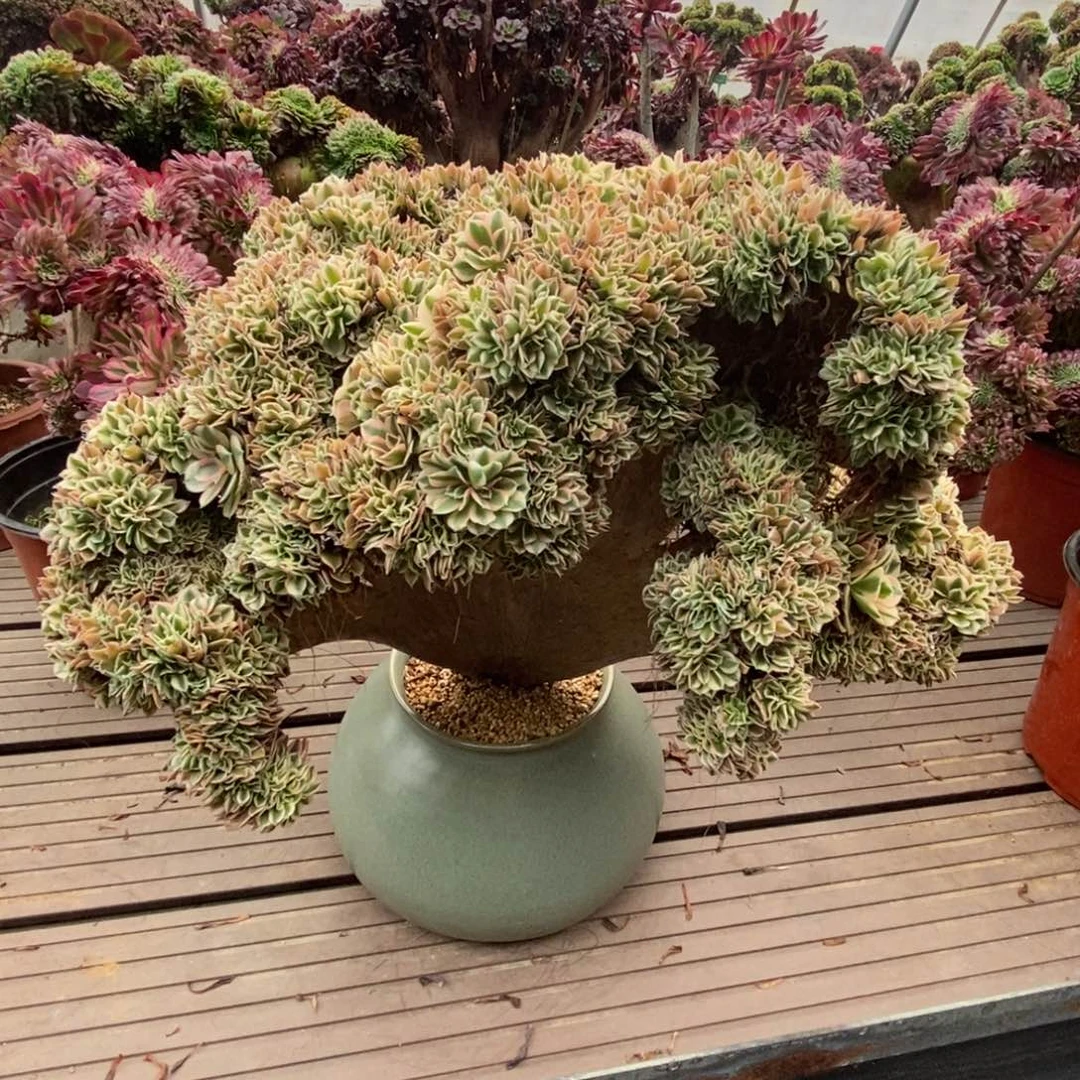 无花朵粉女巫朵朵