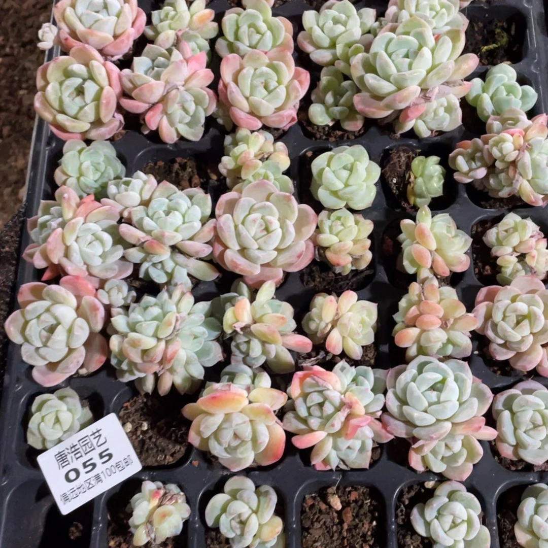 折***衣刚毅一物一拍055….