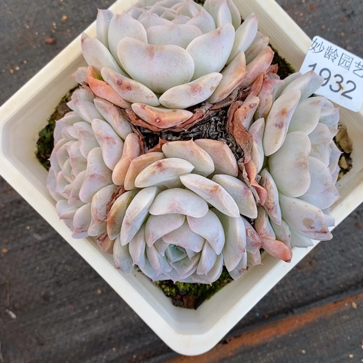 I***s1932杂交老桩基地～12厘米