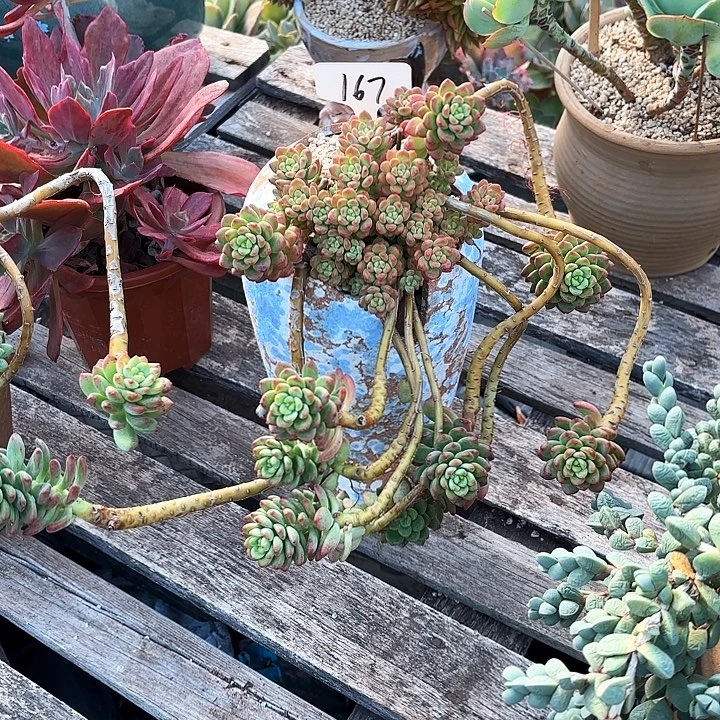 多肉植物，香格里拉167号