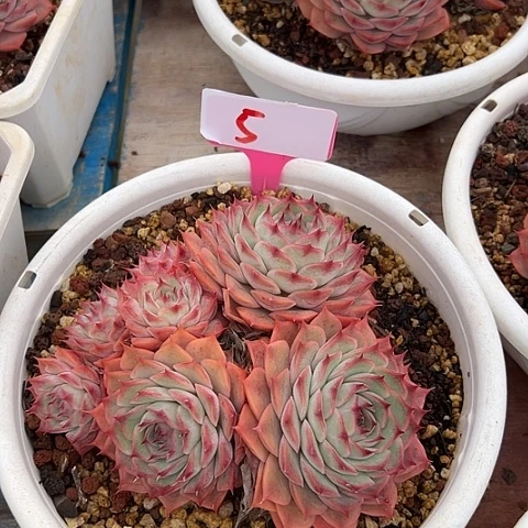 5粉色带盆一个多肉