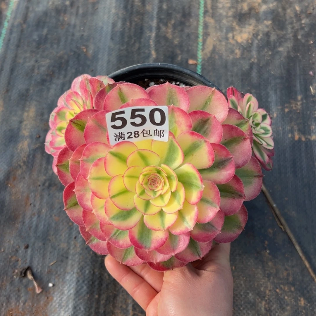 多肉植物550荔枝