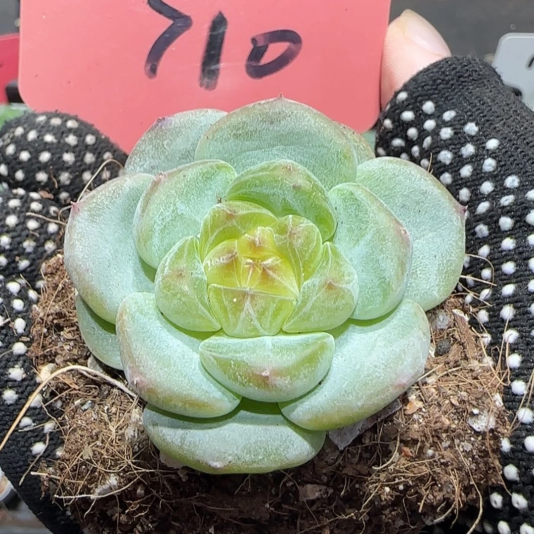 710甜心（月底清仓福利价）限今日价