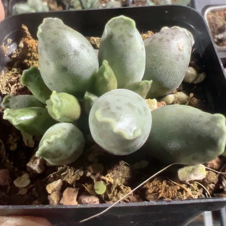 海豹精品多肉植物