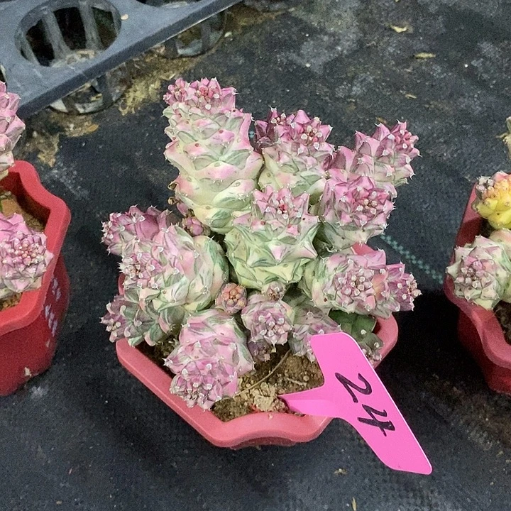 白将军阁锦一物一拍