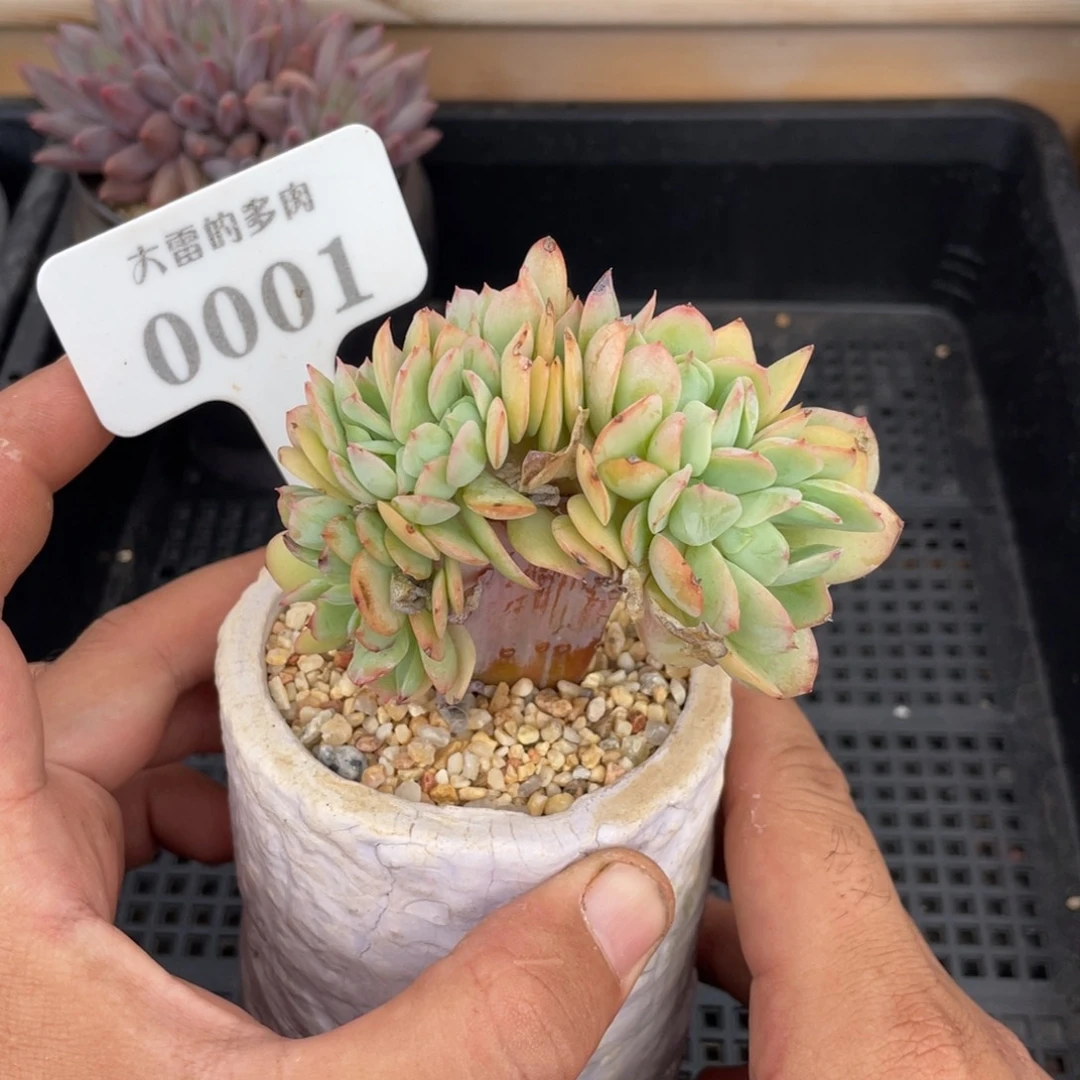 0001碧桃缀不带盆8厘米
