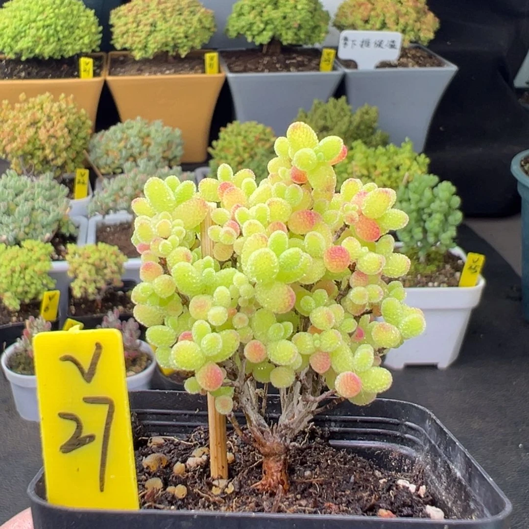 蜜橘带盆带土发货