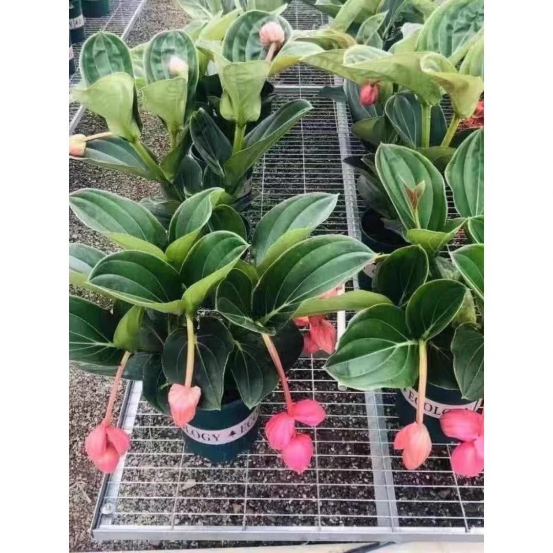 宝莲灯花盆栽带花苞花卉植物室内花好养四季常青客厅庭院菊花