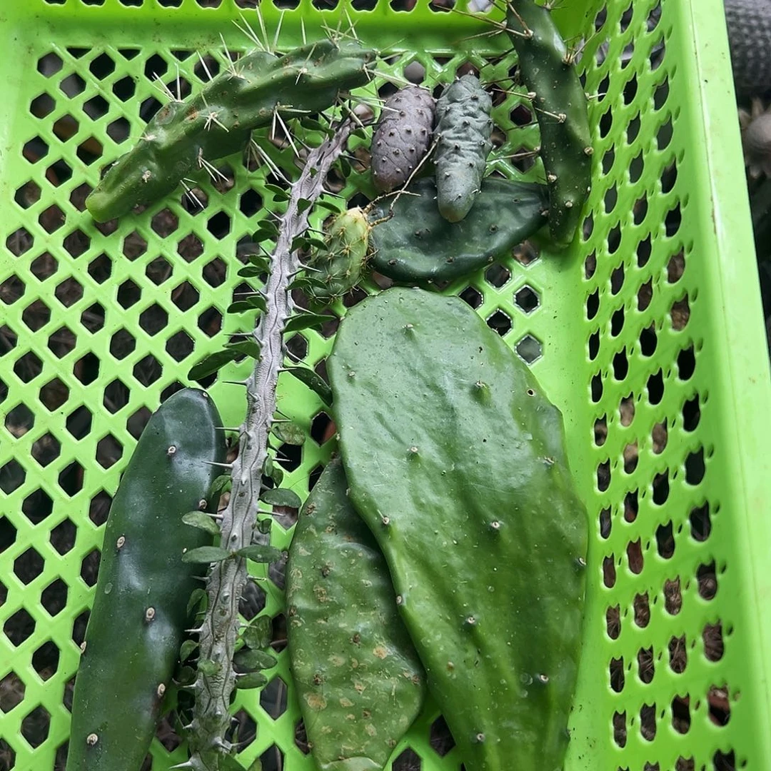 团扇组合10个品仙人球6666666