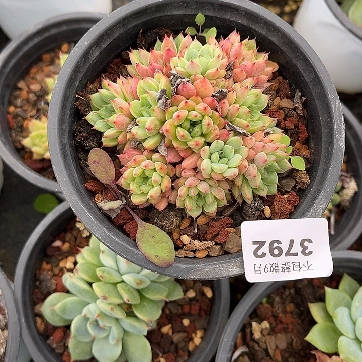 阿雅园艺。     3792