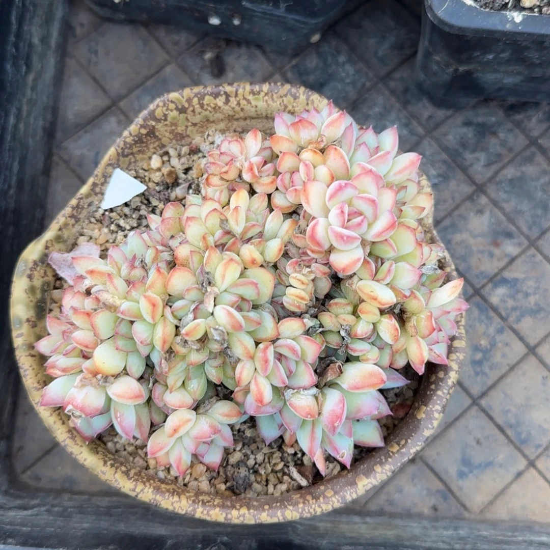 多肉植物 一物一拍