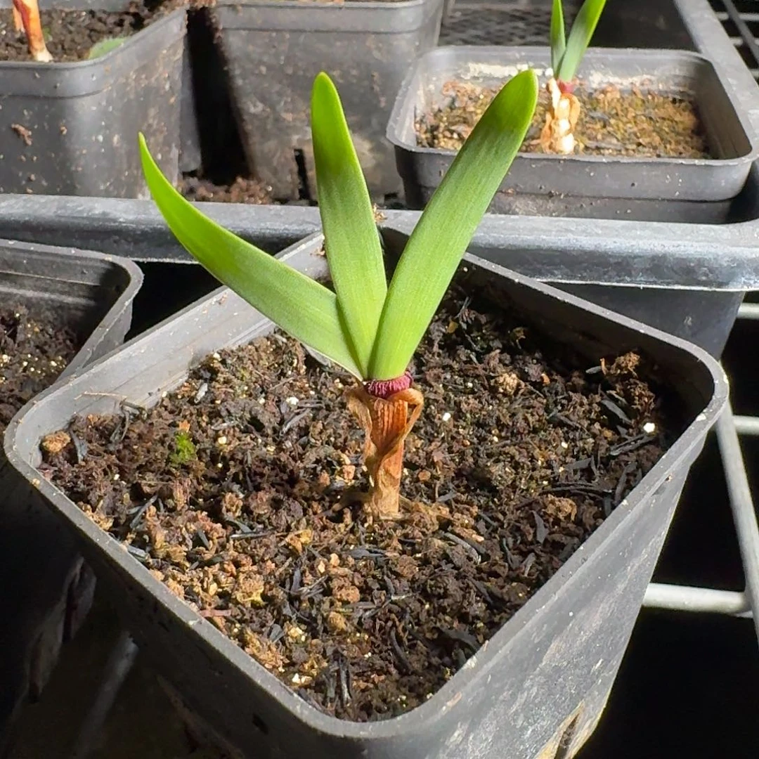 C***H痔疮圈一个带盆定向