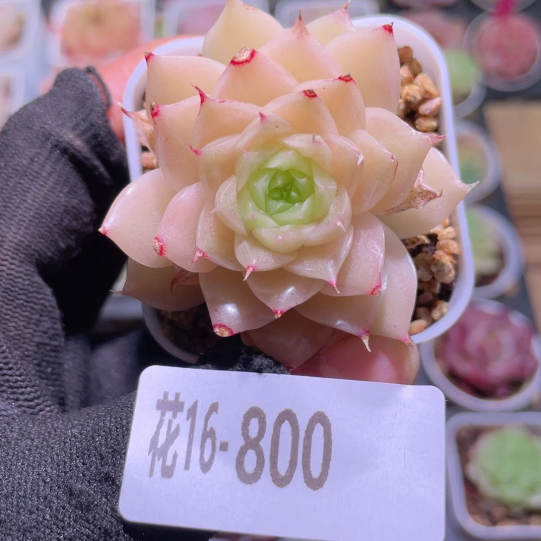 花利美16-800麦秆
