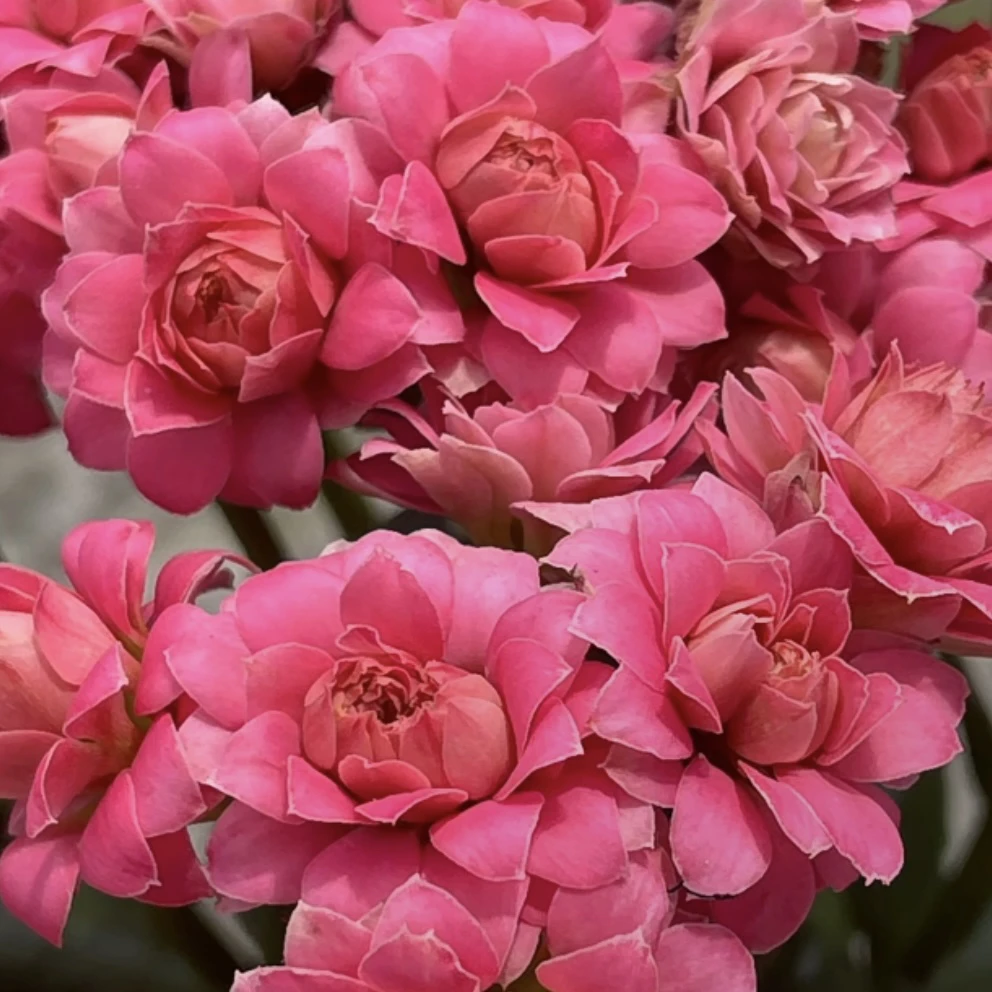 天骄超大花8cm小盆长寿花