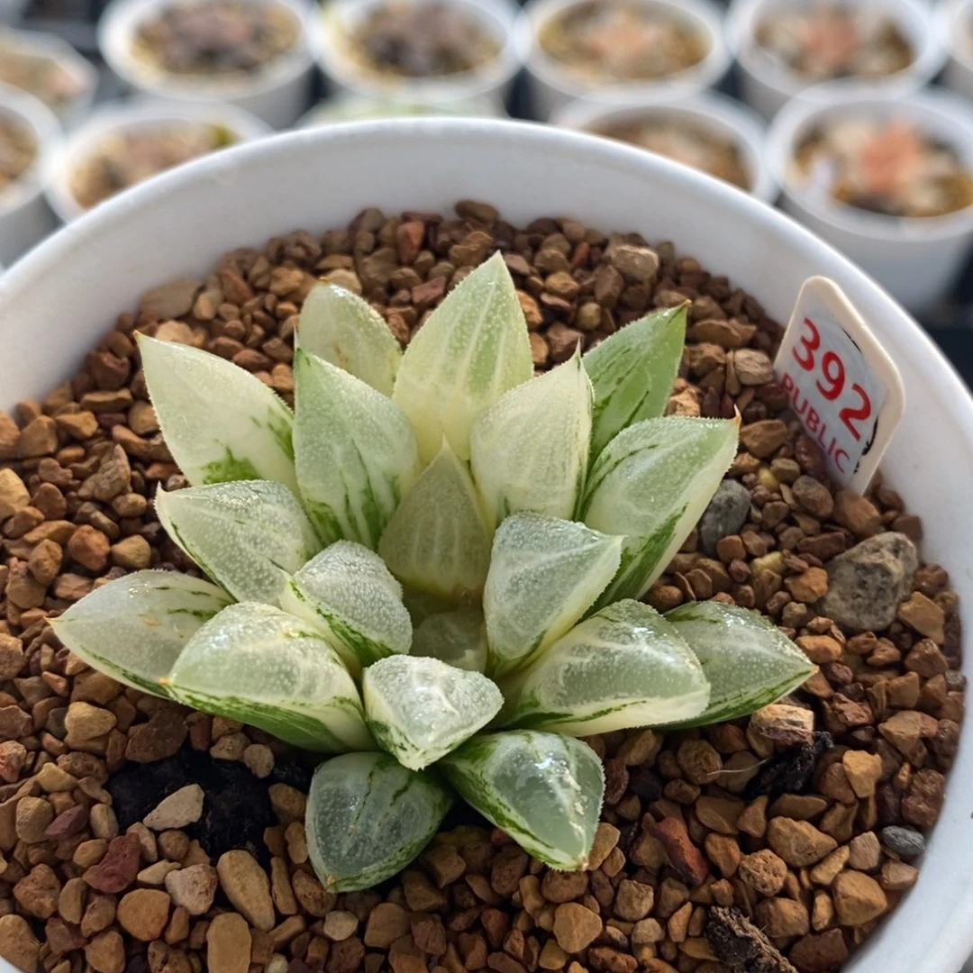 392爱心十二卷多肉植物