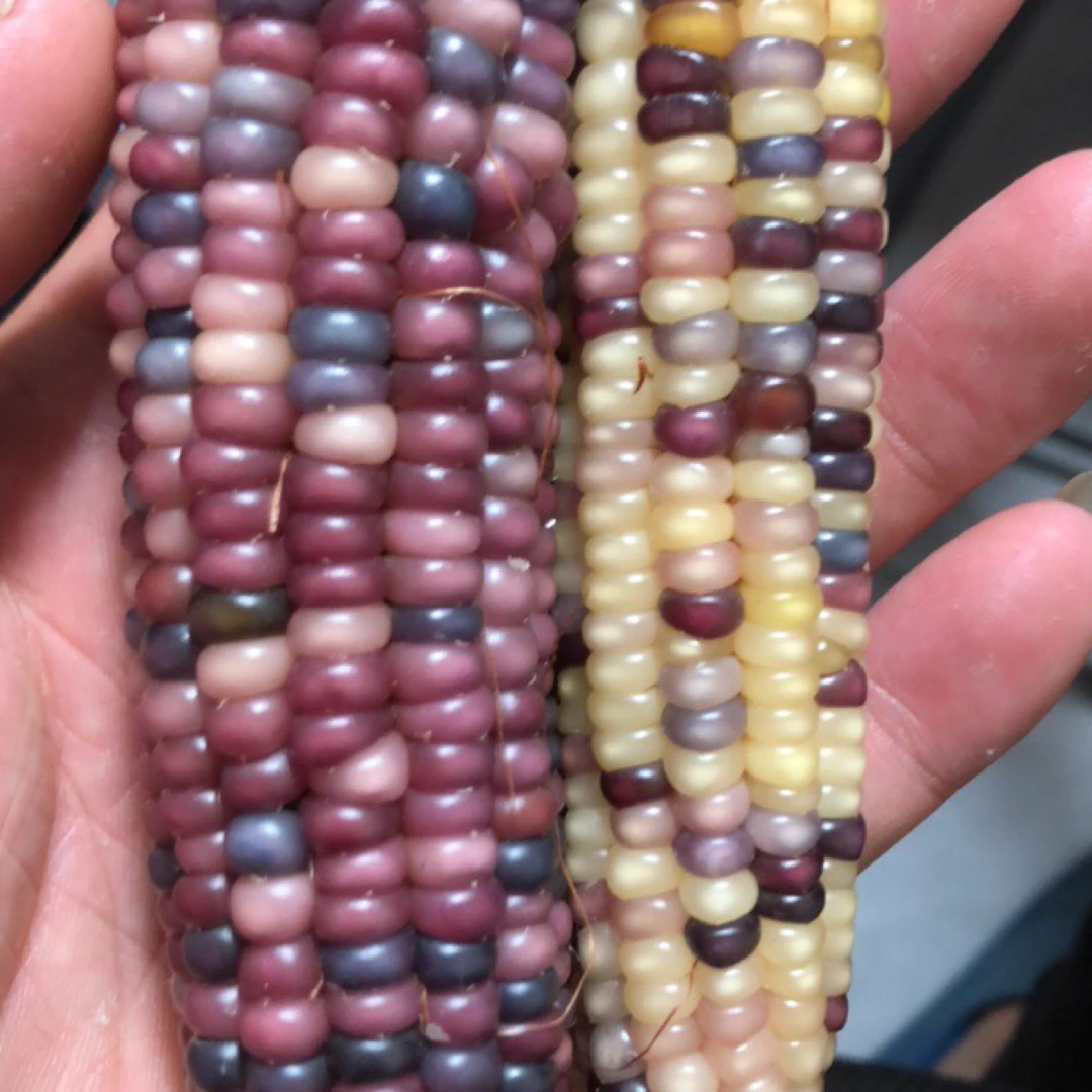 文玩小玉米no退no换