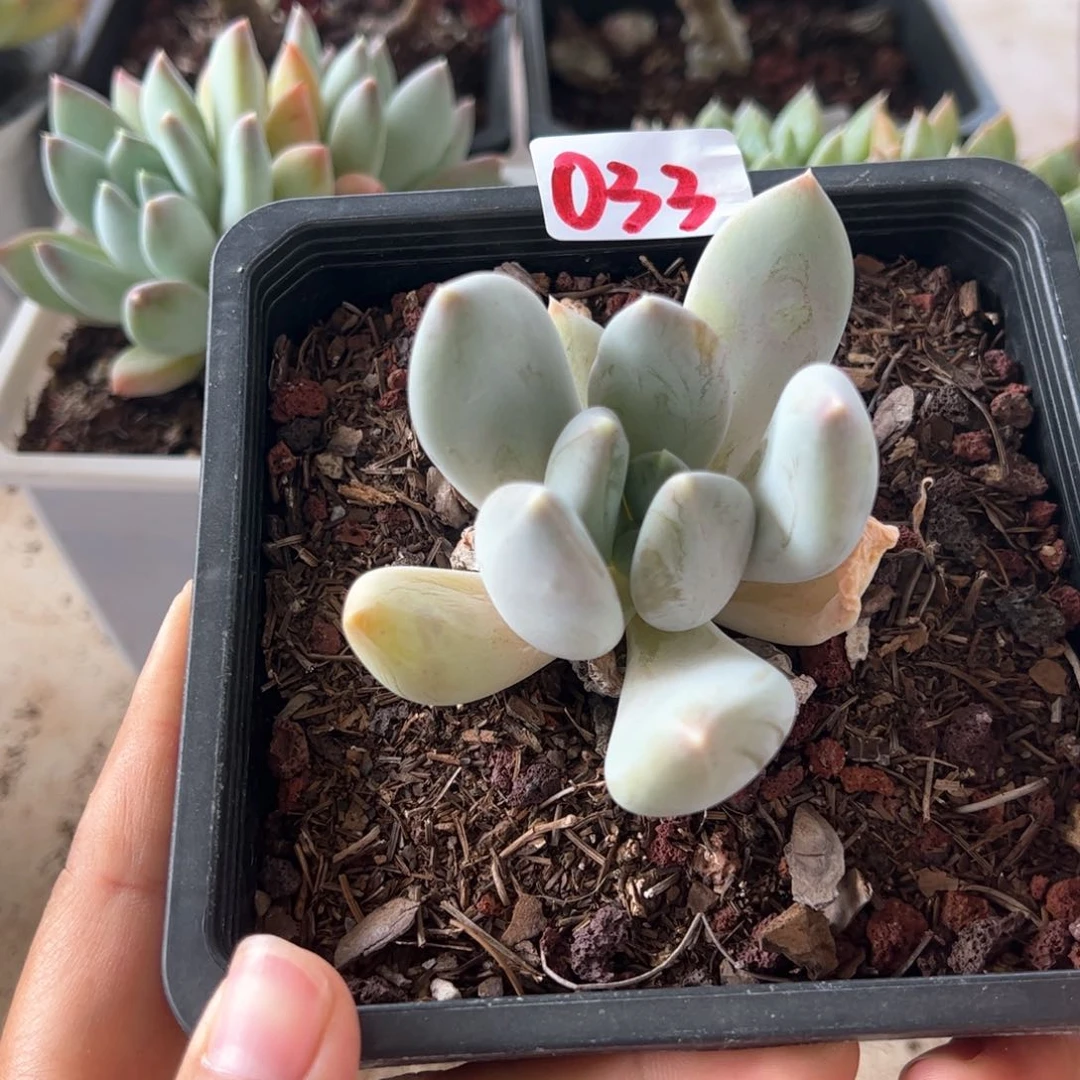 【闪购商品】厚叶草。033。 11111111