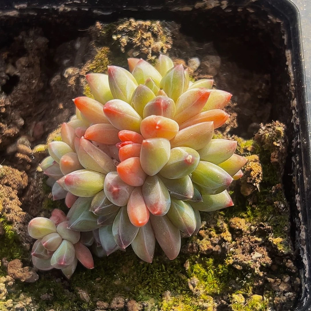 桔云多肉美人精品系列