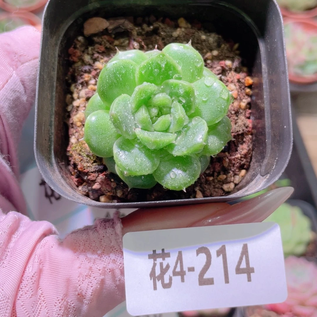 花利美4-214麦秆优选