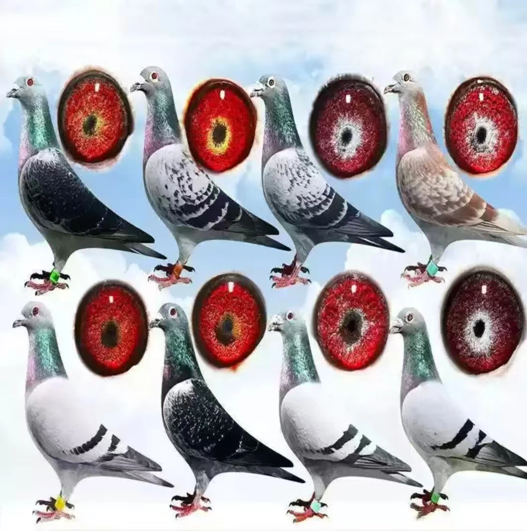 信鸽成绩鸽血统鸽种鸽鸽肉