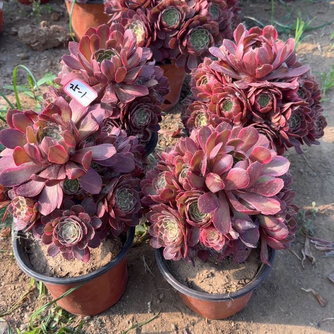 25-1粉花妖亮1.88一个福利不包售后多肉