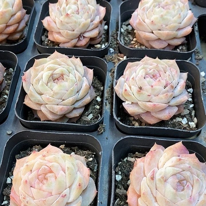 165。凝颜。福利多多