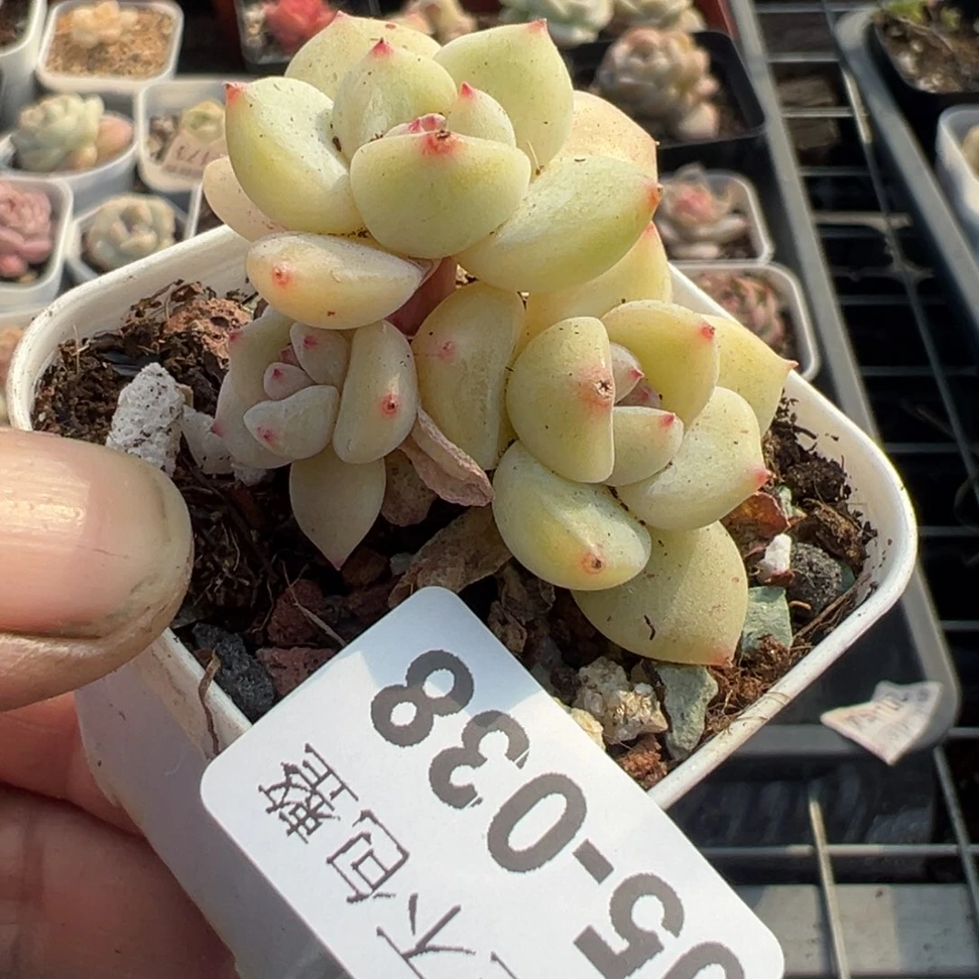 小卡拉米糖心一物一拍5-38