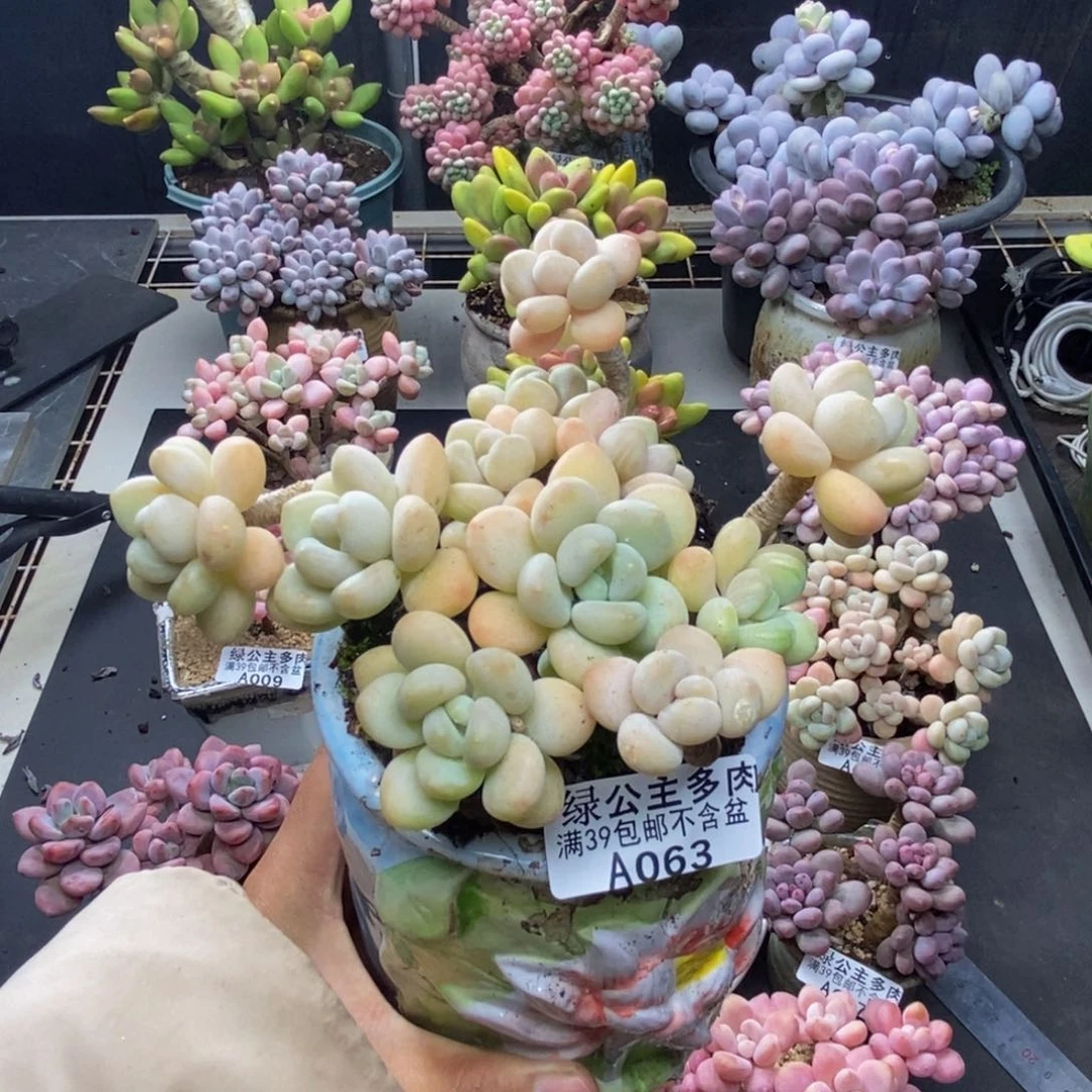 063白奶糖多肉10c m