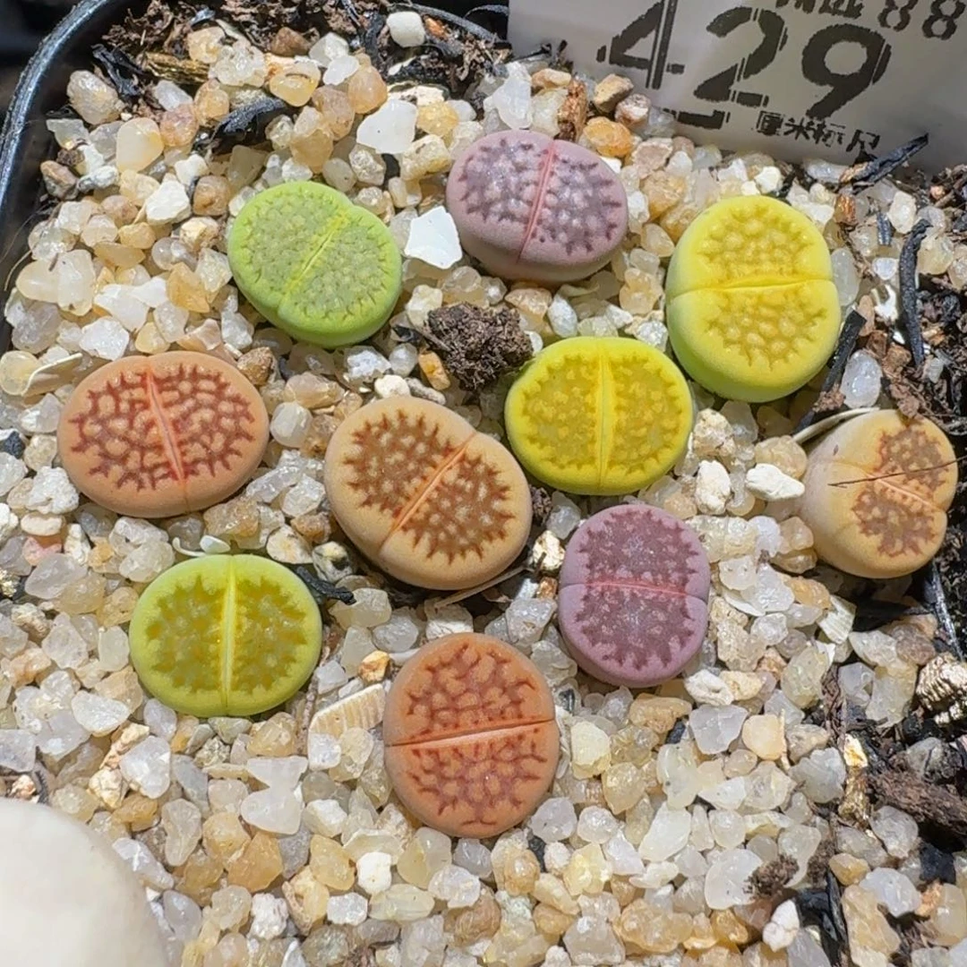 zzzzz生石花肉锥429