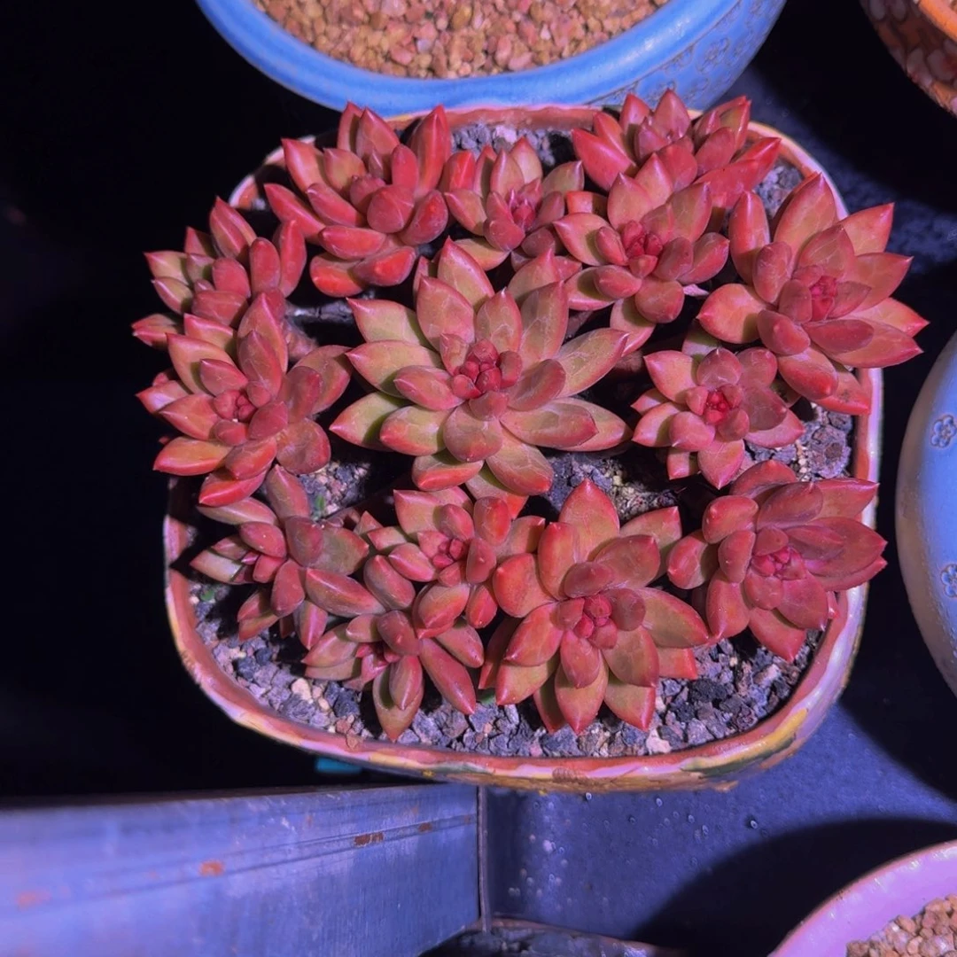 迷雾泡泡 14头  一物一拍