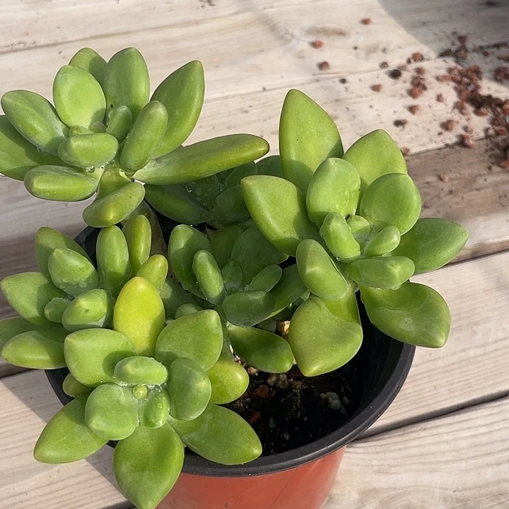 芒果奶多肉植物群生