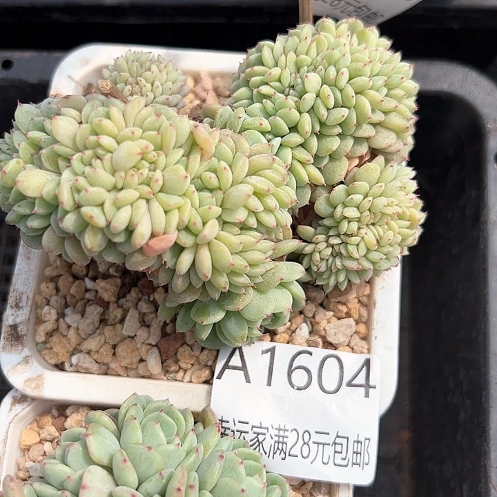 幸运的是我的朋友们都