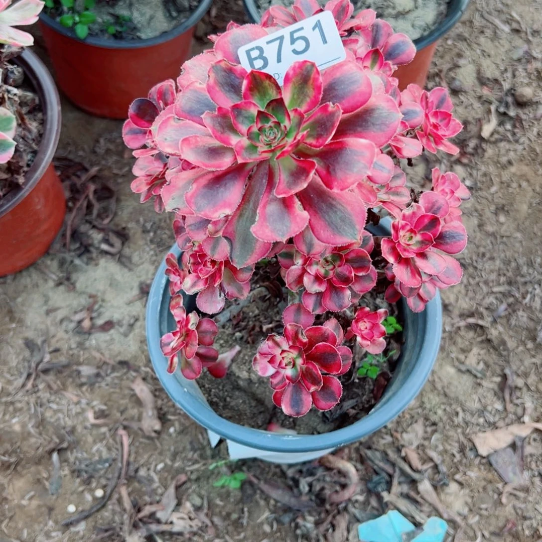 751香内儿多肉植物法师