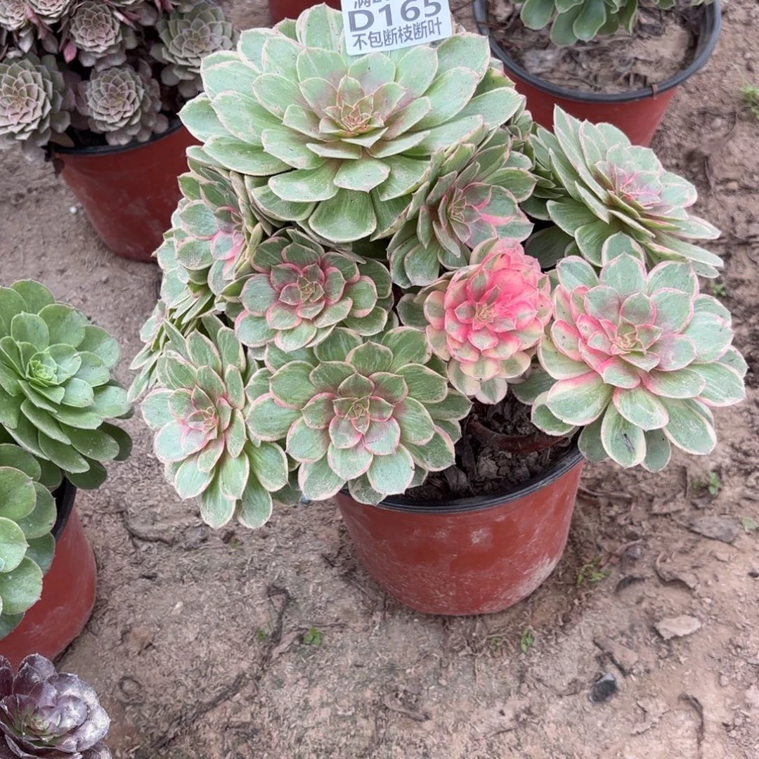 P. 165莲花座多肉。cade