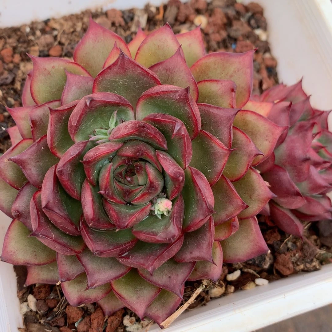 2205杂交精品基地10厘米