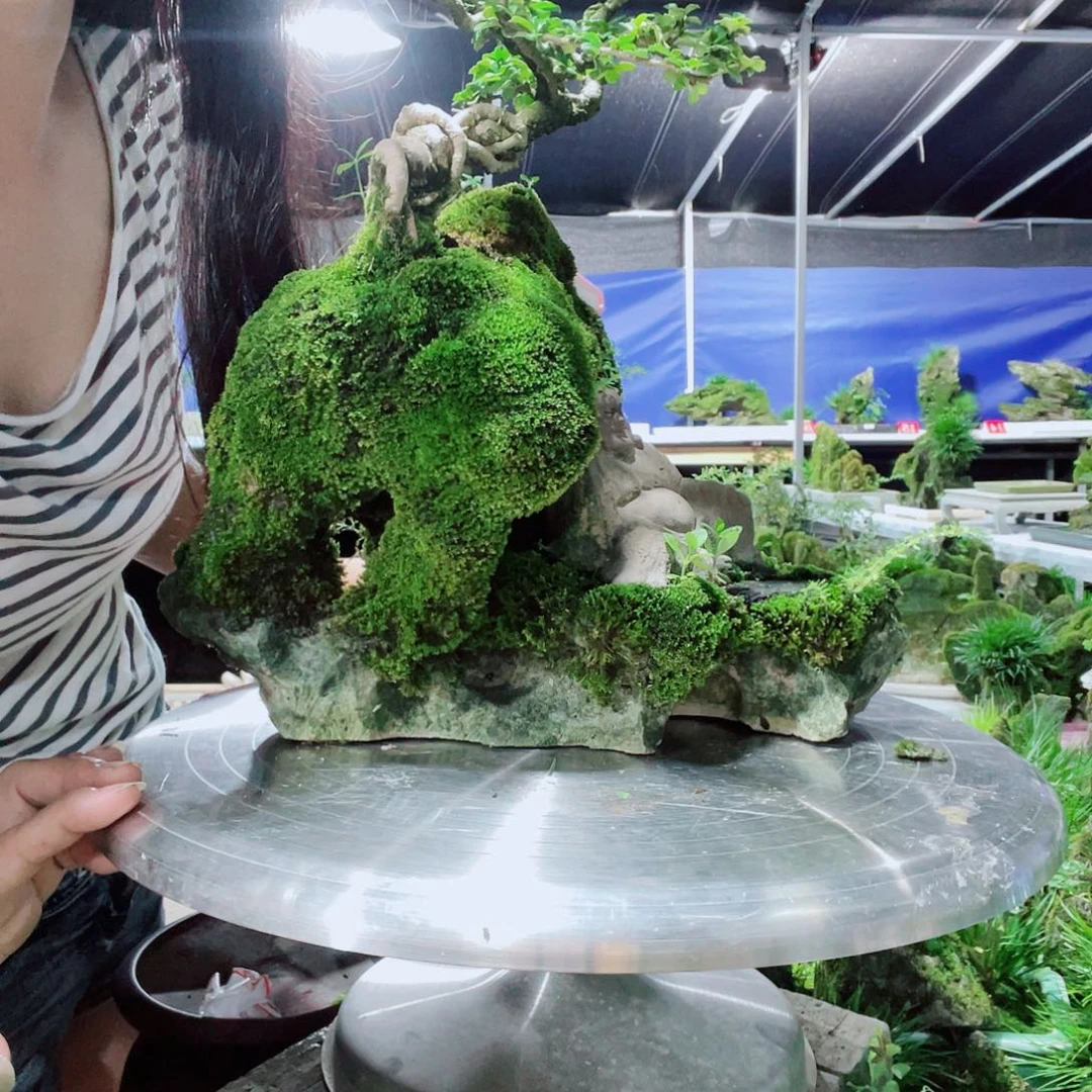 完全开放意阔lsj不带盆