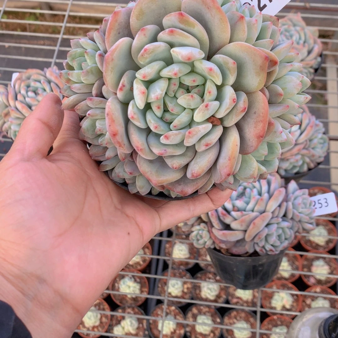 蹭**撩2273多头一个小孩子在等待我