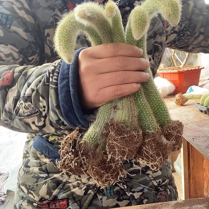 五颗大九尾狐，一物一拍