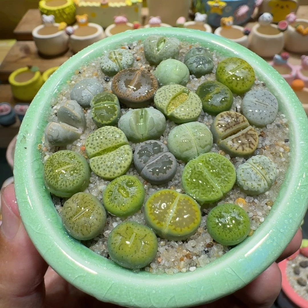 蘑菇1149彩拼多肉植物