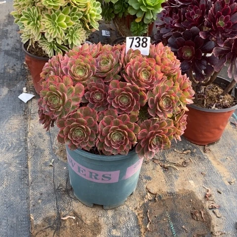 万黄多肉植物法师不包损