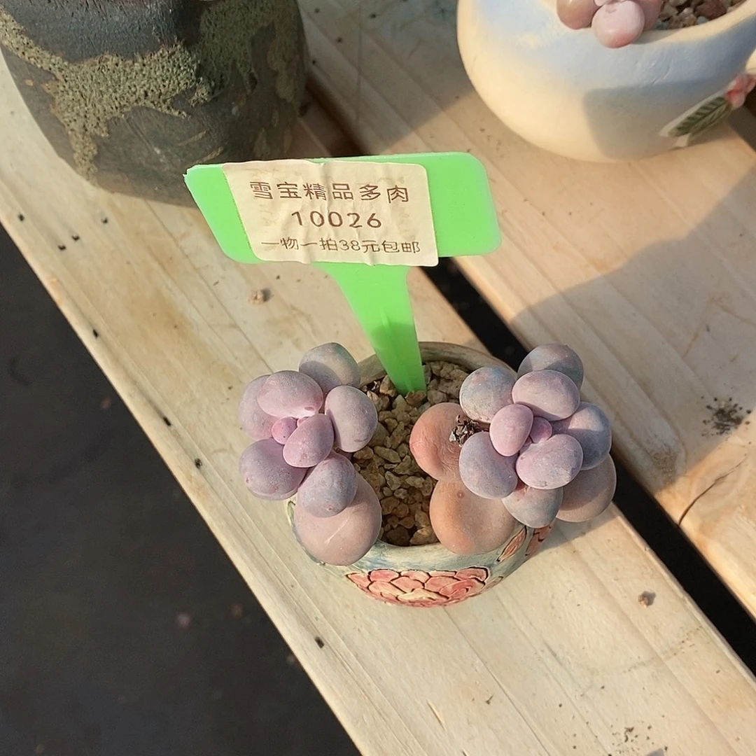 026v哦璐璐了咯哦哦哦哦哦