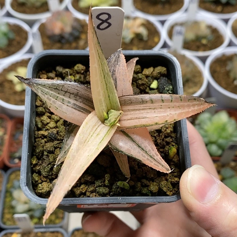【闪购商品】8龙鳞锦