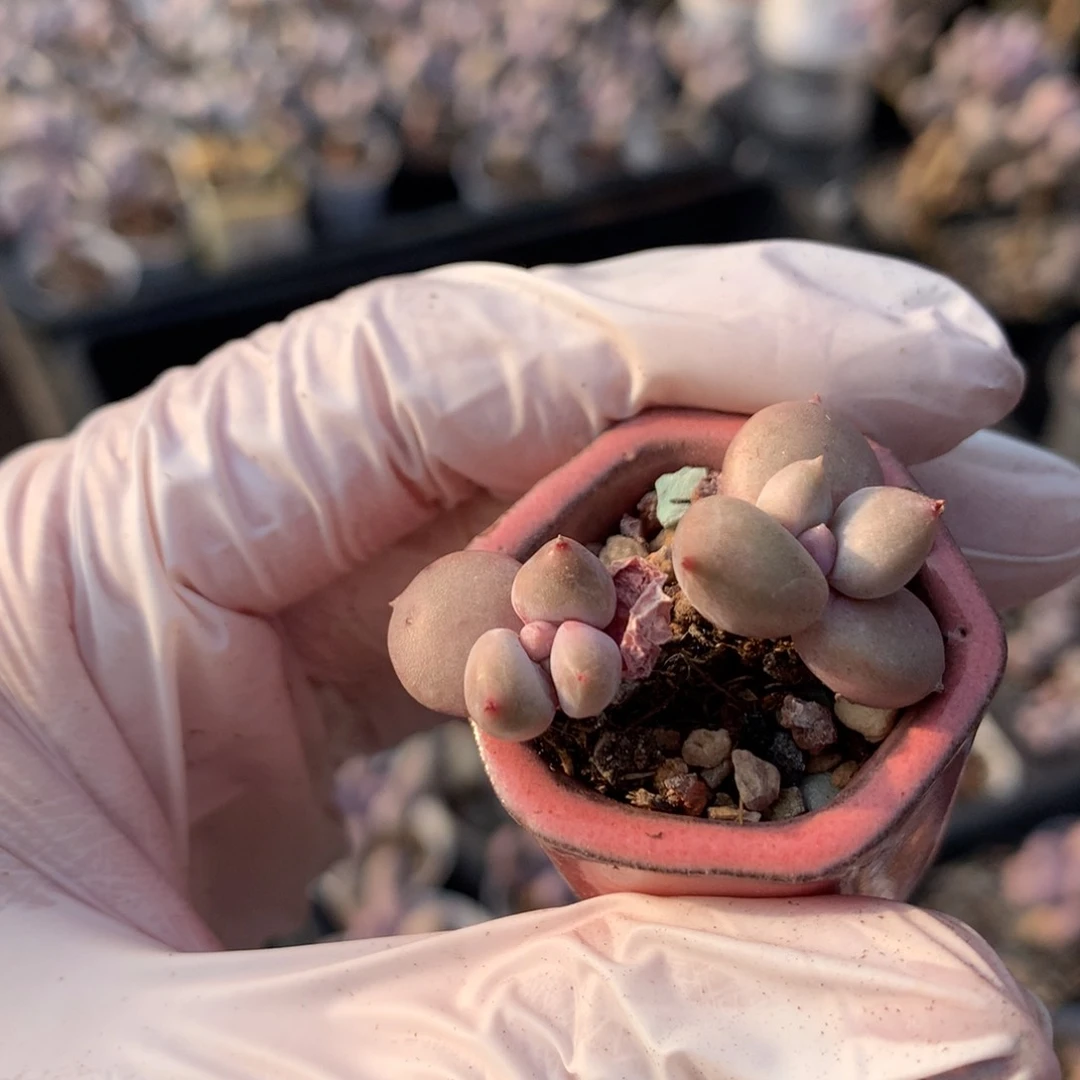 奶油公主多肉奶油公主