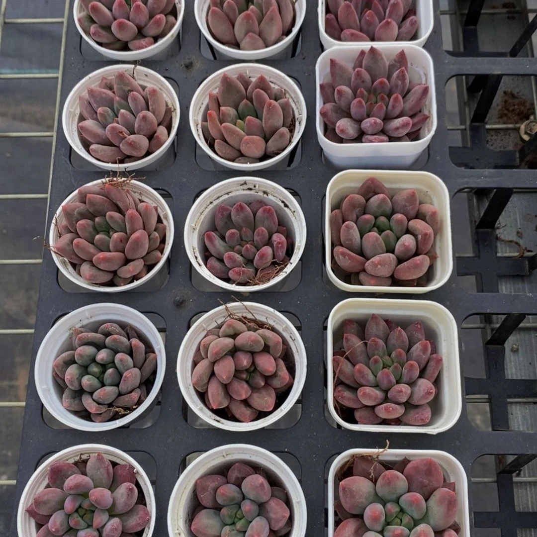 5-福利虞美人三个