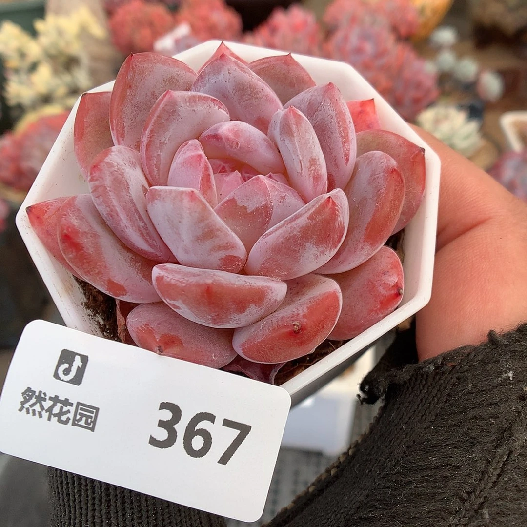 367星影多肉植物66666