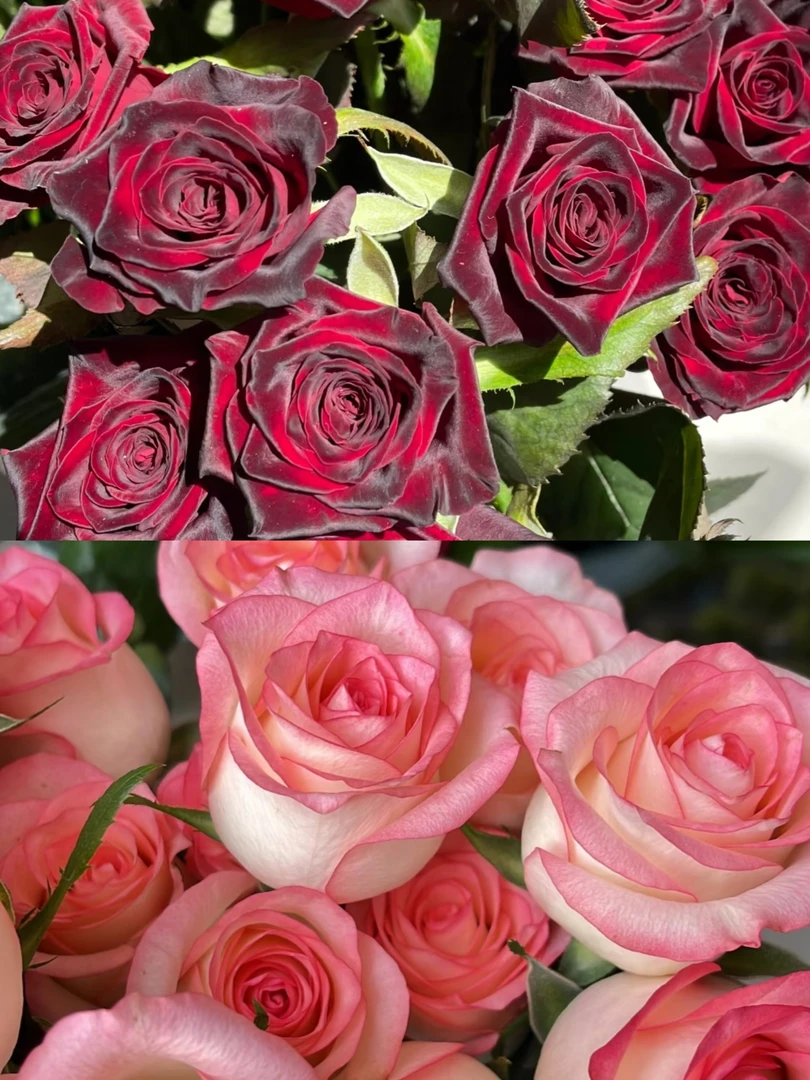 【艾莎-黑巴克】阳台庭院好养护四季开花花卉绿植盆栽